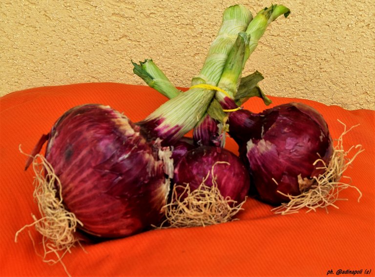 Onions Cipolle.JPG