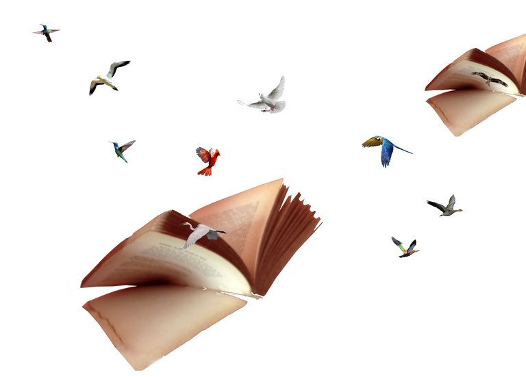 pájaros y libro.png