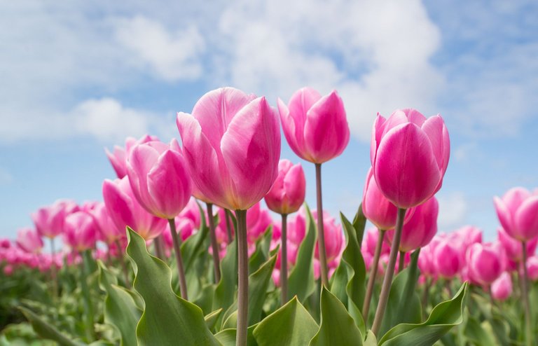 tulips-2254970_1920.jpg