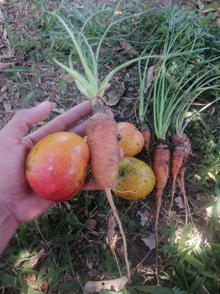 ¡La Bebida Milagrosa que los Médicos No Quieren que Conozcas! Descubre Cómo el Jugo de Zanahoria y Mango Puede Revolucionar Tu Salud en Tiempo Récord!