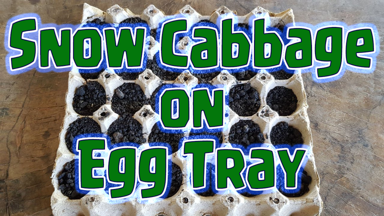 Snow Cabbage on Egg Tray.png