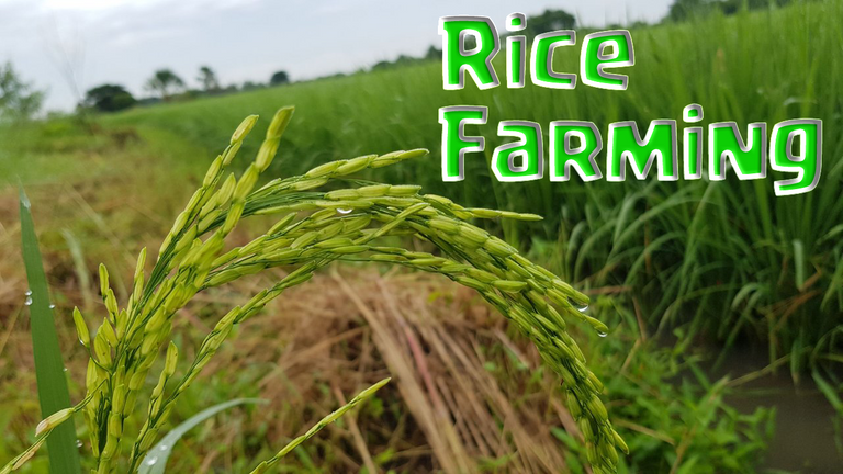 Rice Farming.png