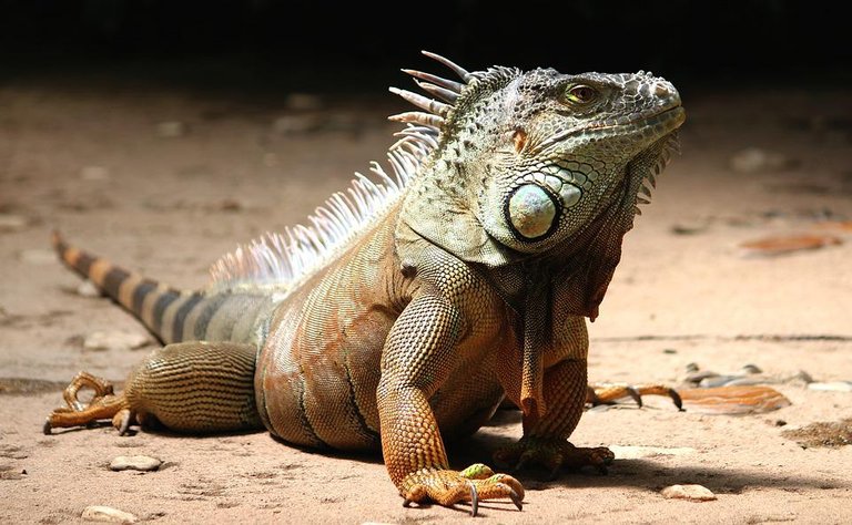 iguana-2039719_960_720.jpg