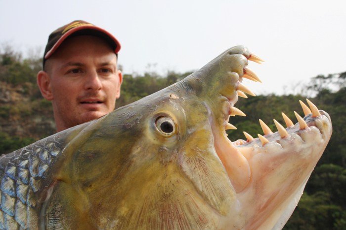 goliath tigerfish close up David.mailland 4.0.jpg