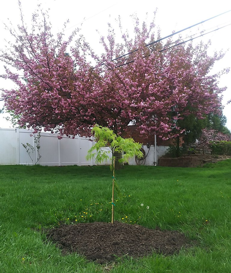 tree at first planting.png