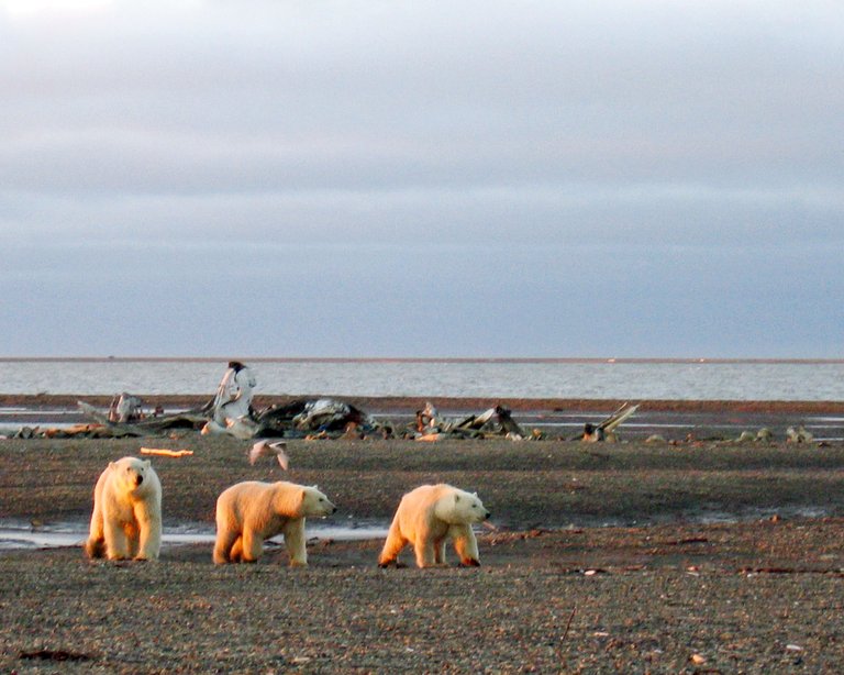 Polar bears on the Beaufort Sea coast USFWS public.jpg