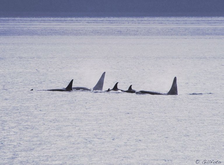 Orca Family gillfoto 4.0.jpg