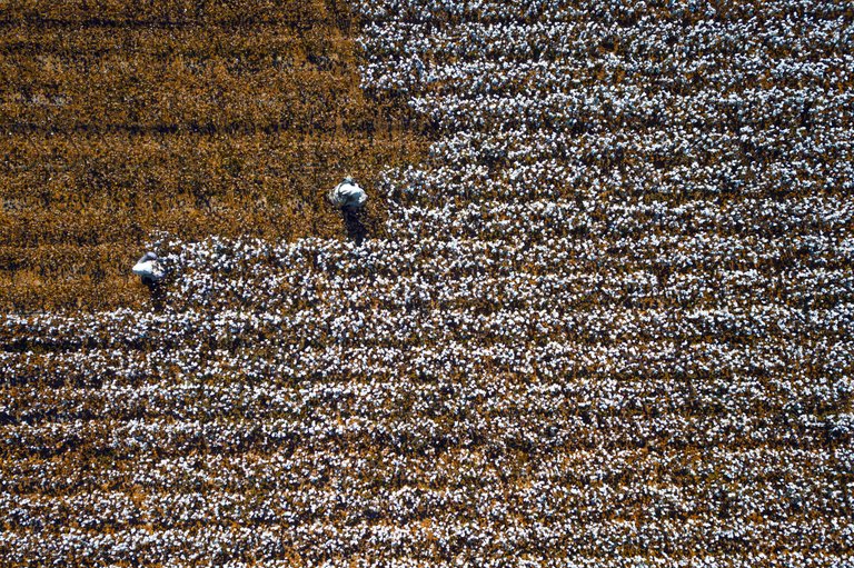 Cotton_harvest_in_Xinjiang Azonesa 4.0.jpg