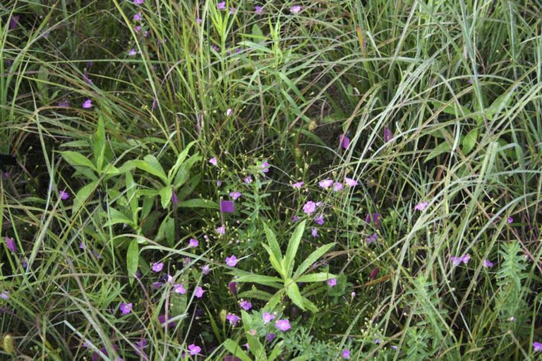 botanist for U.S. Fish and Wildlife Service, 2009 public.jpg