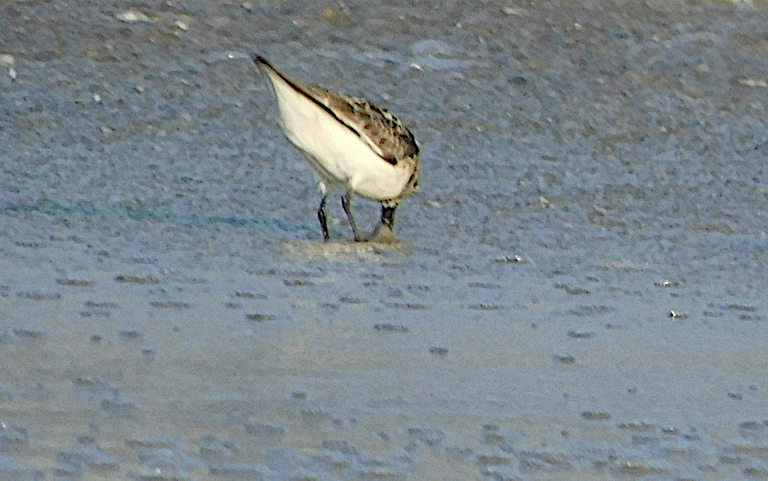 sanderling leaning in water.png