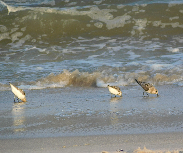 sanderlings sticking head in sand.png