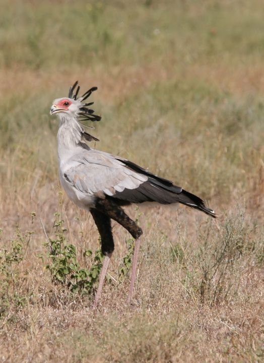 secretary bird Sagittarius serpentarius Sekretär credit Yoky 1.0,2.0,2.5,3.0.JPG