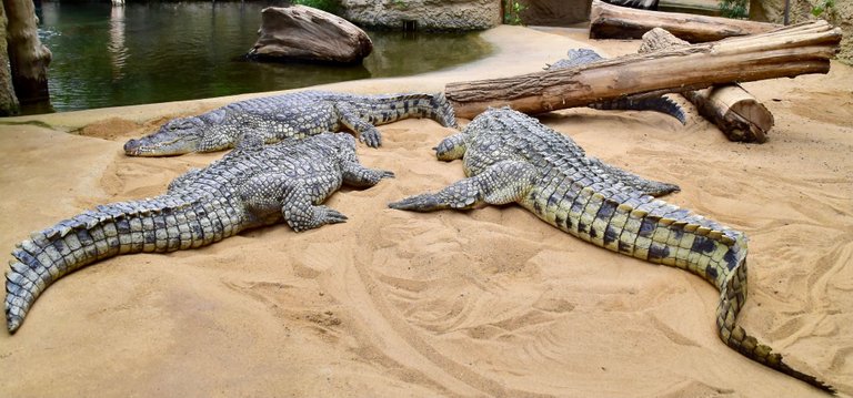 Crocodylidae_Crocodylus_niloticus_1.2 NasserHalaweh 4.0.jpg