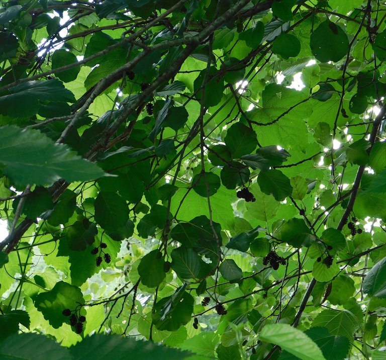 berries whitney smaller.png