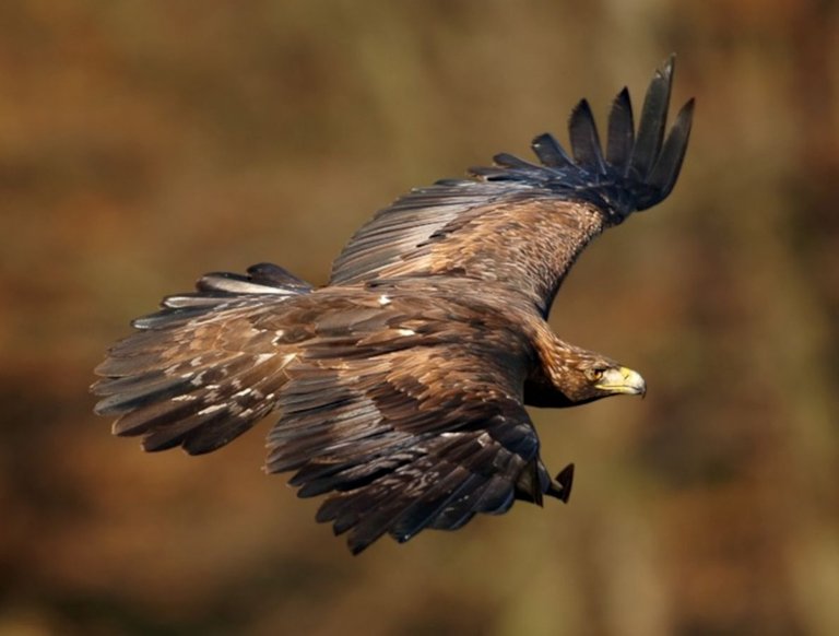 Golden Eagle czech republic Aquila chrysaeto credit Martin Mecnarowski 1.2.jpg