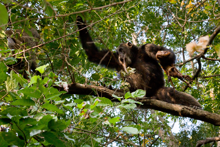 an adult chimpanzee snatches a deat antelope from a baboon Ikiwaner 1.2.png