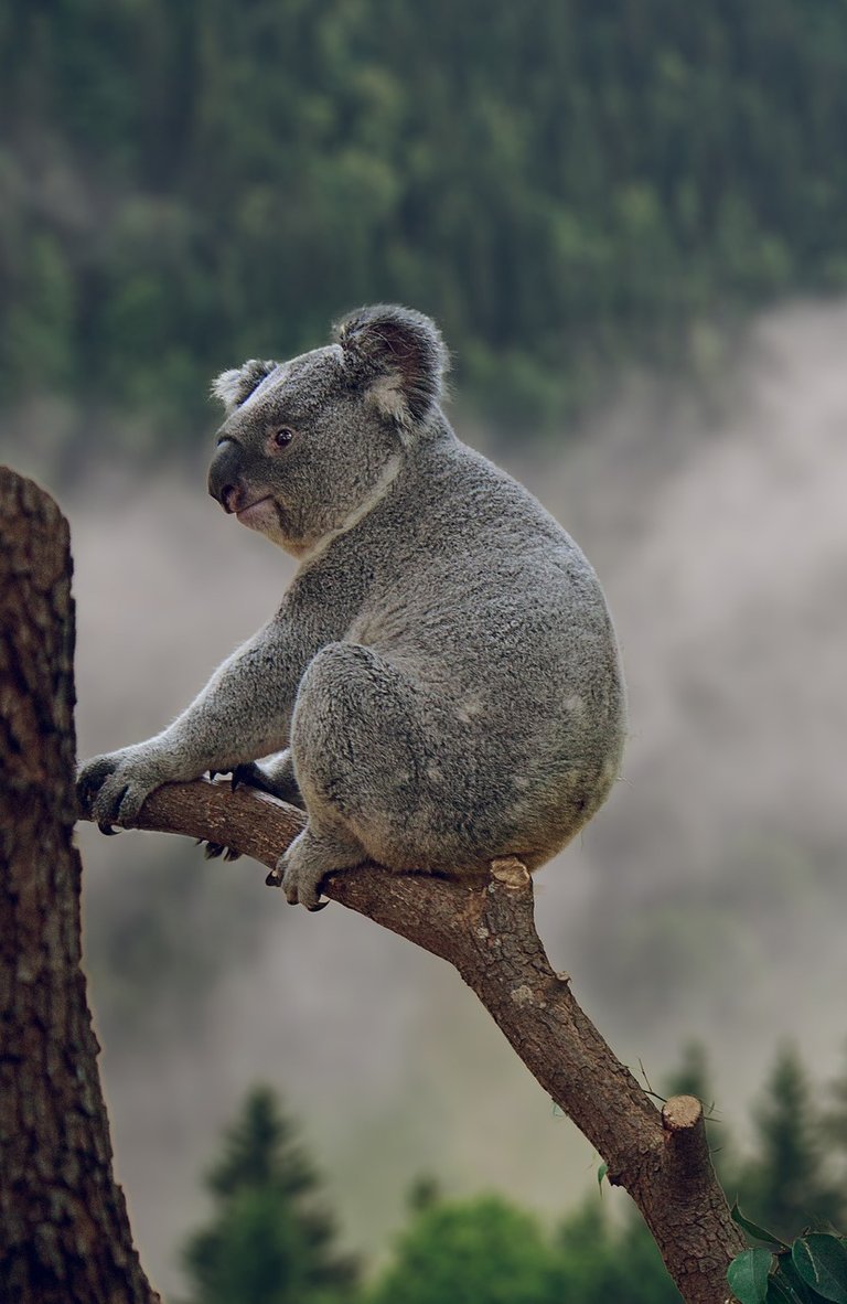 koala-854021_1280.jpg