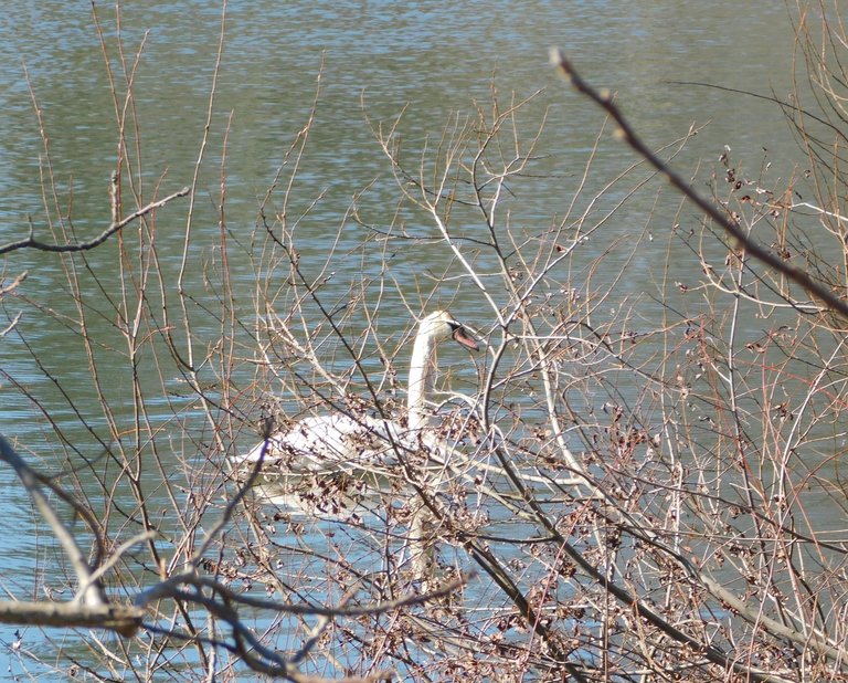 swan on millpond centerport 2a.jpg