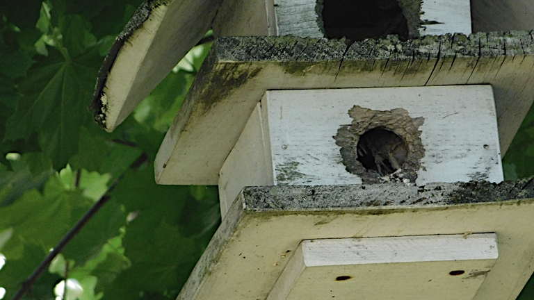 bird in nest from back.png