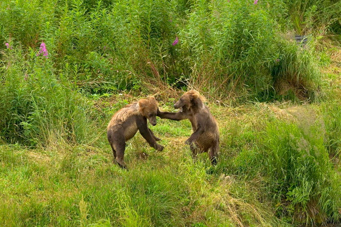 Kodiak Bear cubs playing, USFWS  Hillebrand, Steve public.png