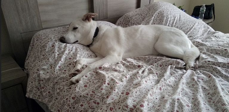 alpy on the bed daytime.png