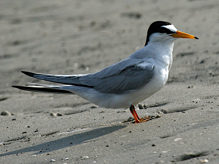 Least_Tern_DickDaniels httptheworldbirds.org 3.0.PNG
