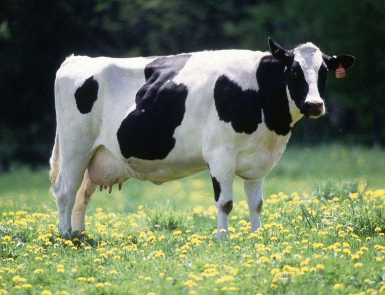 Cow_female_black_white  Keith Weller USDA public.jpg