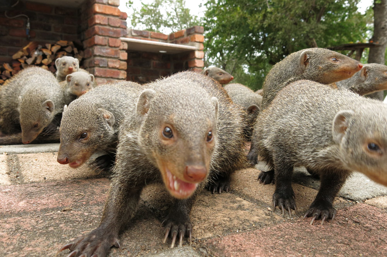 Banded_mongoose,_Mungos_mungo_subsp._grisonax Ryanvanhuyssteen 3.0.png