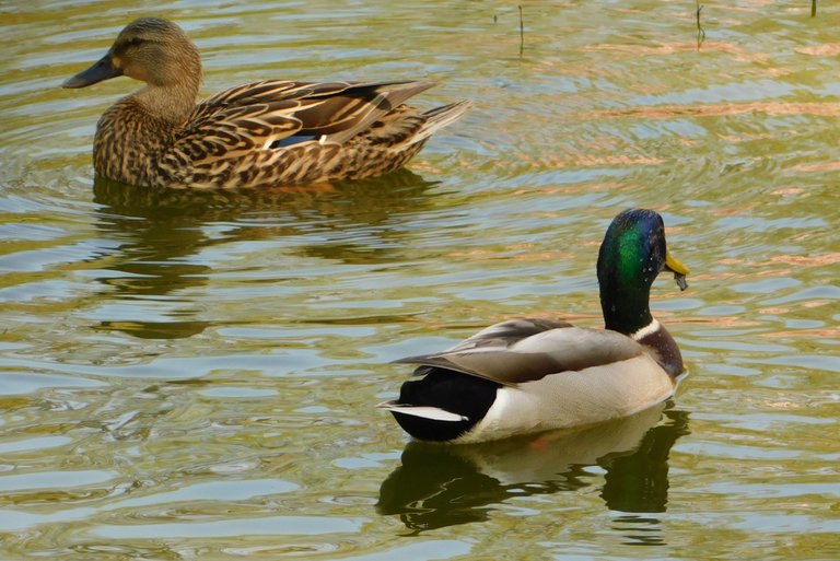 male and female mallards for blog.png