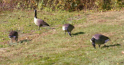 geese at art museum small.png