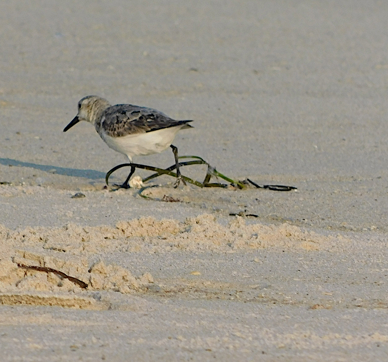 sanderling walking.png