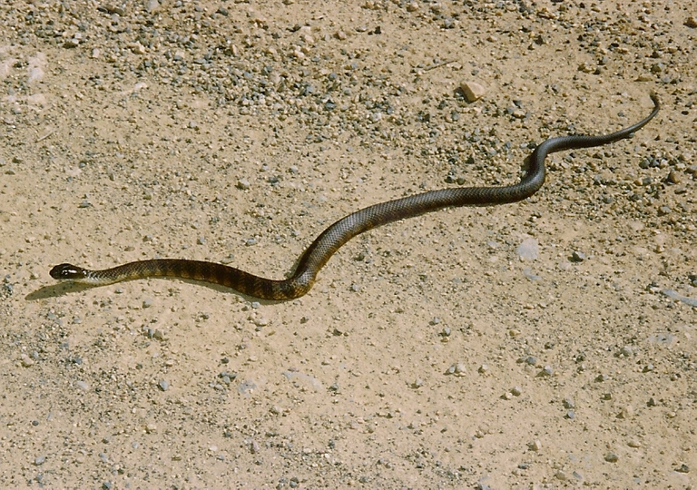 juvenile eastern brown snake australia.png