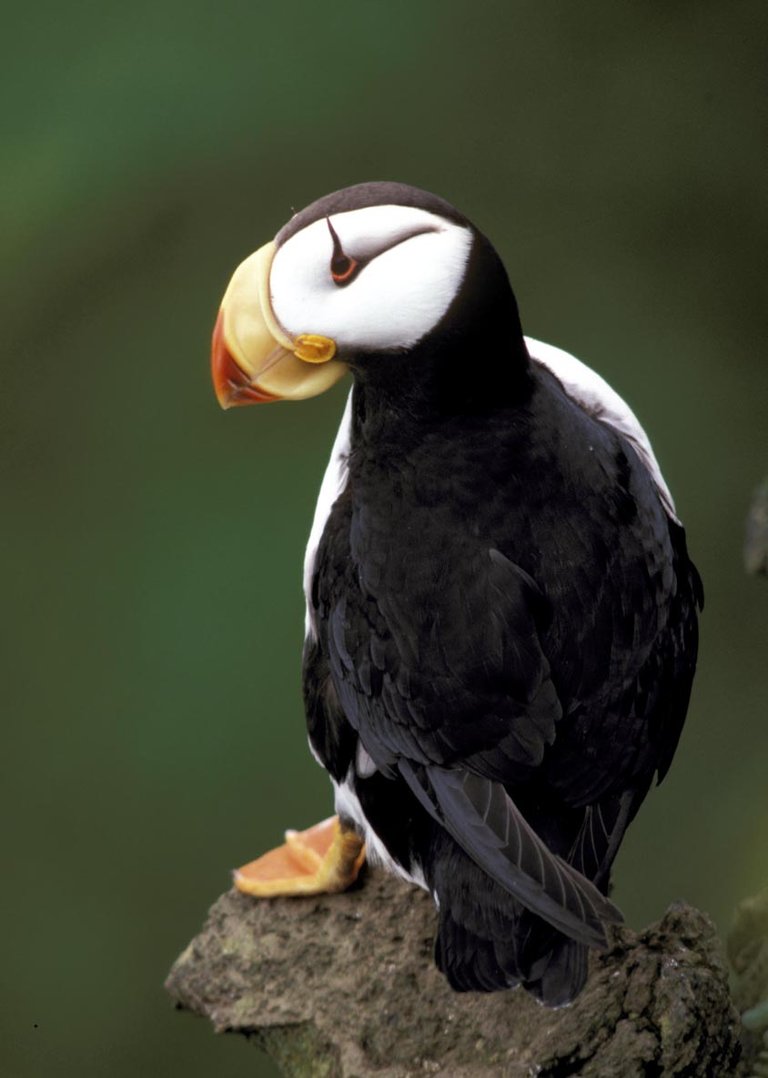 Horned puffin Vernon Byrd, USFWS public.jpg