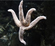 starfish for shaka hair.jpg