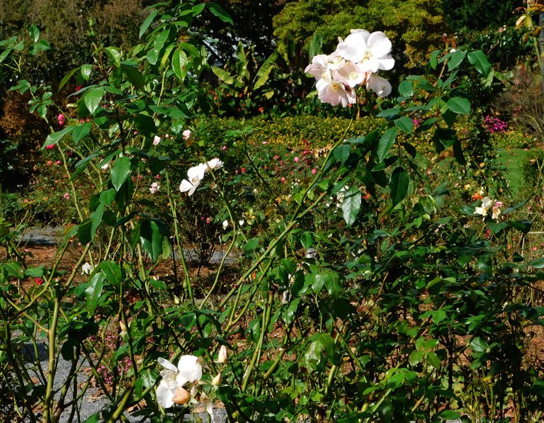 white flower in a green field.png