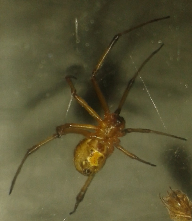 brown widow spider egypt Kagemni 4.0.png