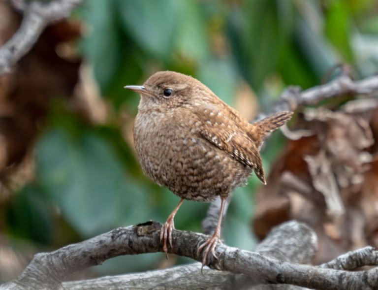 Winter_wren_in_Prospect_Park_(32249) Rhododendrites 4.0.jpg