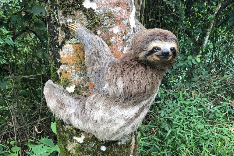 sloth Daniella Maraschiello 4.0.jpg