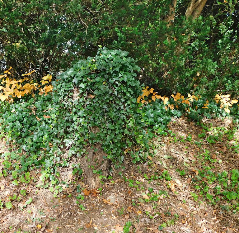 stump covered with leaves.png