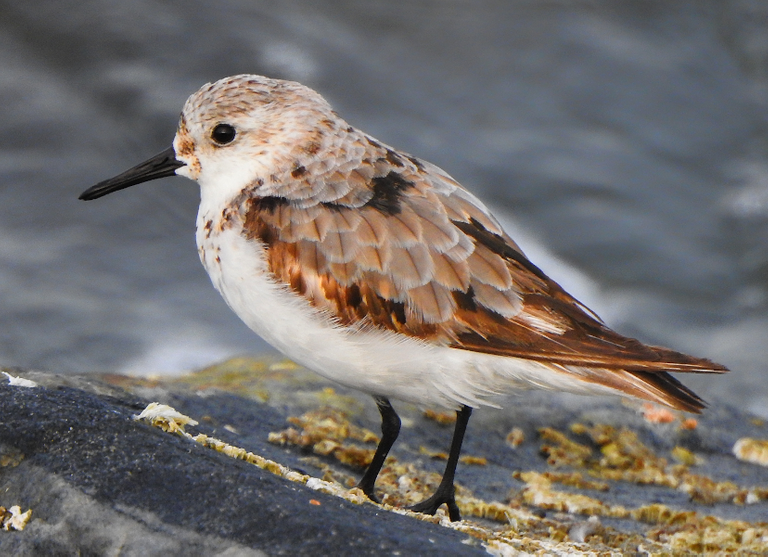 Sanderling_3 breeding plummage Afsarnayakkan 4.0.png