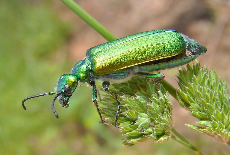 Lytta_vesicatoria_natur Siga 2.5, 2.0, 1.0.jpg