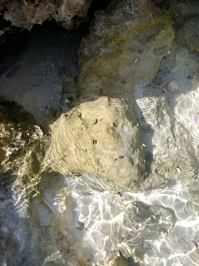 mollusks on curacao rocks2.png