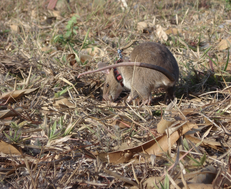 hero rat Finding Landmine Gooutside public.png