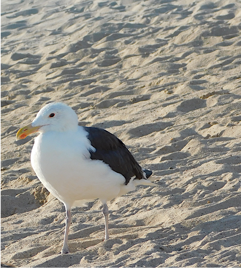 seagull aug 11.png