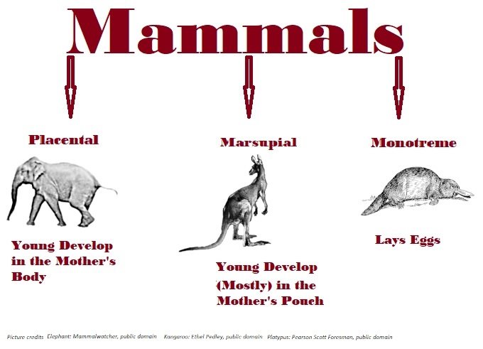 mammal chart.jpg