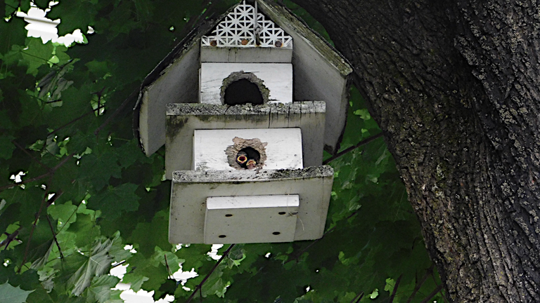 two birds mouths open.png