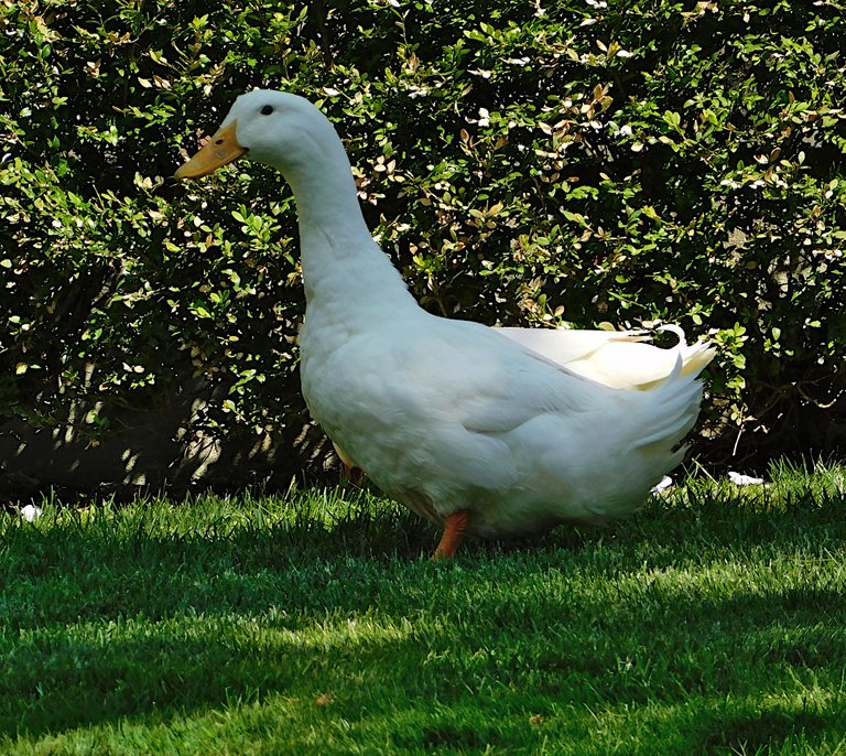 Solitary duck.png