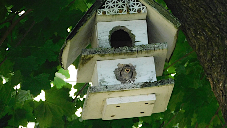 littel bird half out of the house.png