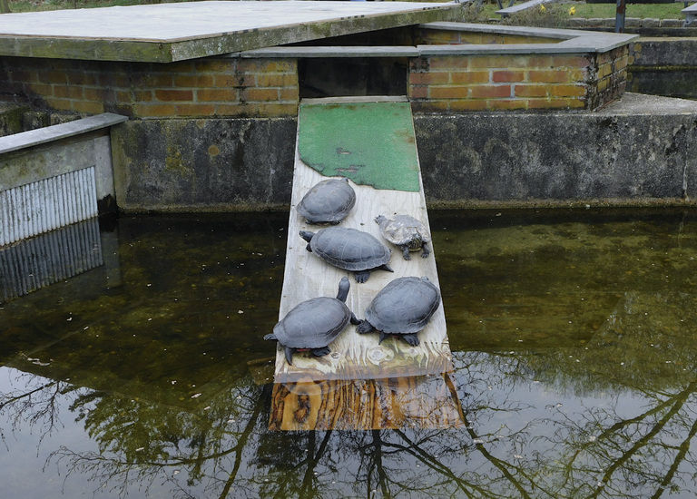 large turtles at hatchery.png