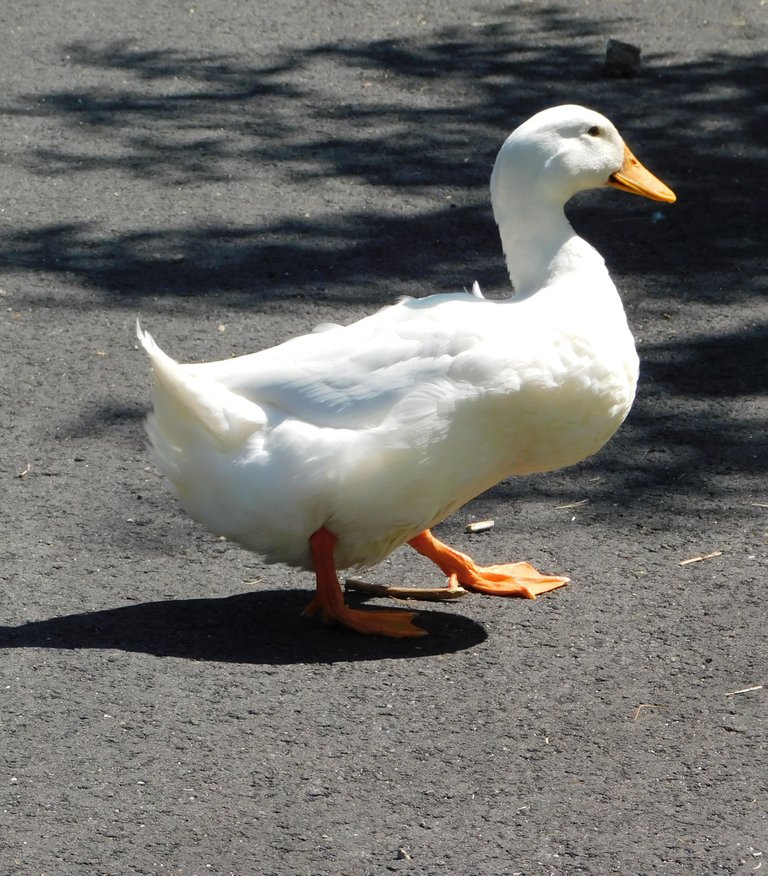 pekin duck walking proudly may.png